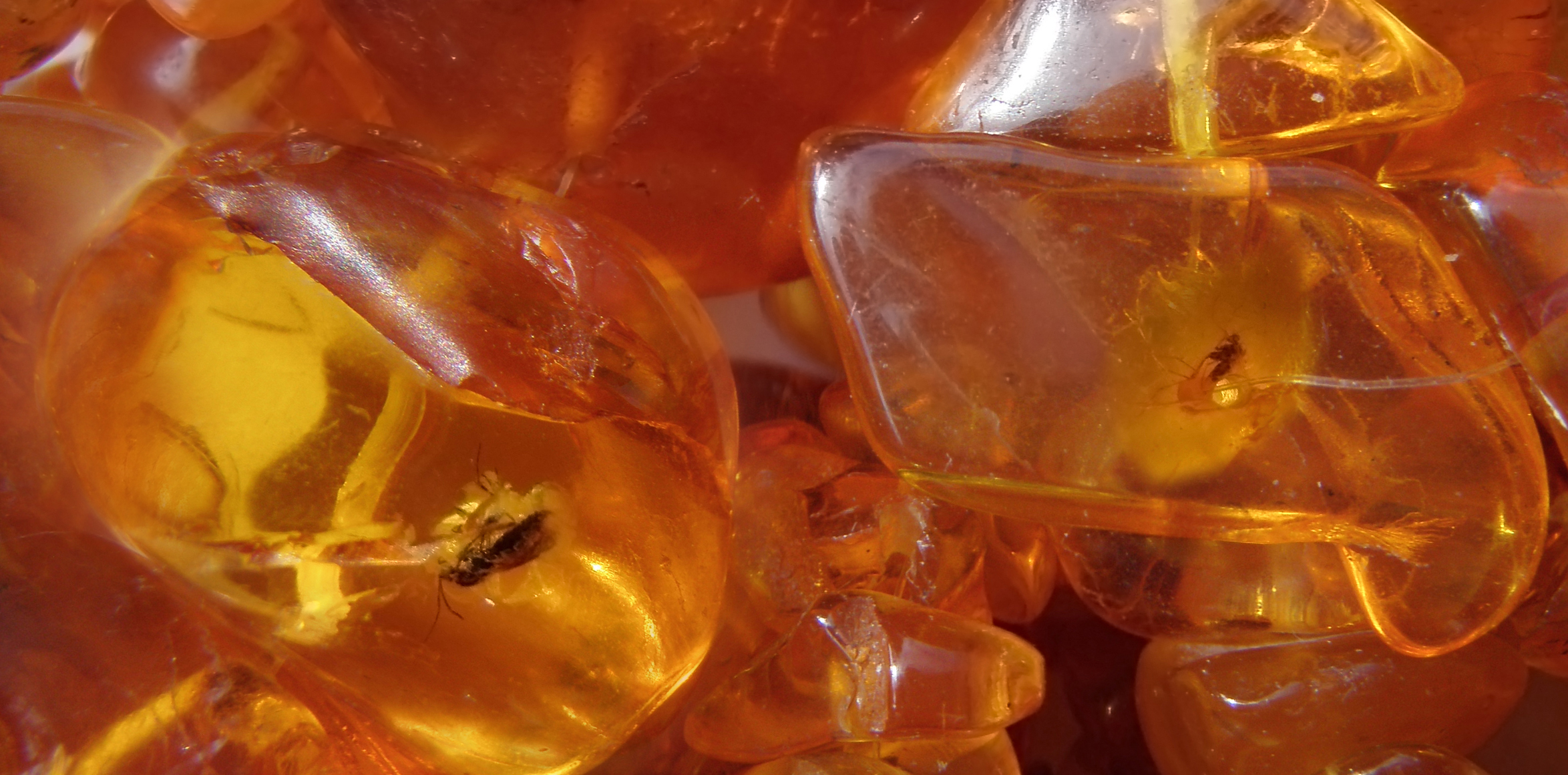 Collier en ambre de la Baltique renfermant des inclusions d’insectes fossiles