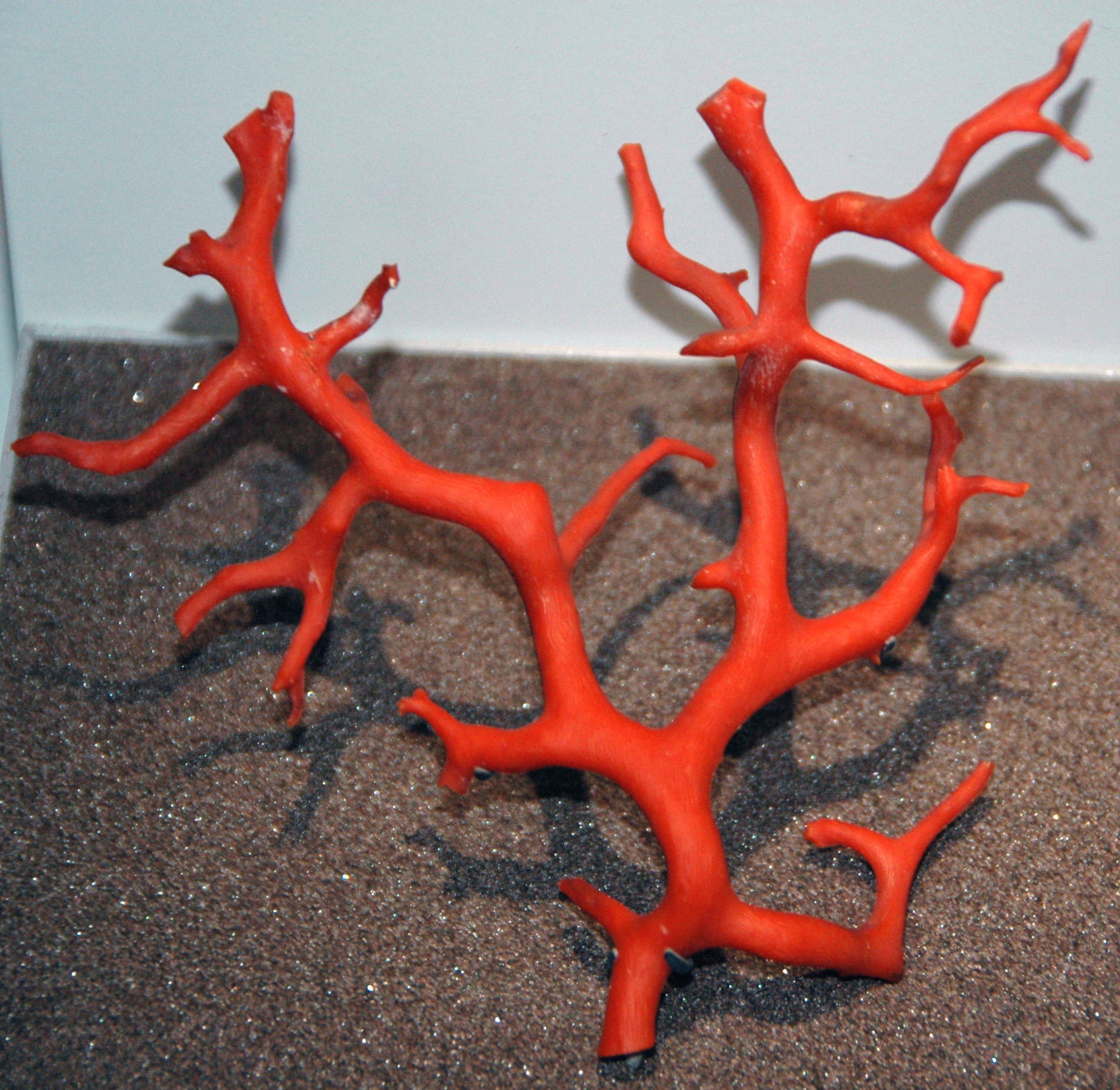Branche de corail rouge de Méditerranée (Corallium rubrum), squelette calcaire rouge orangé utilisé en joaillerie